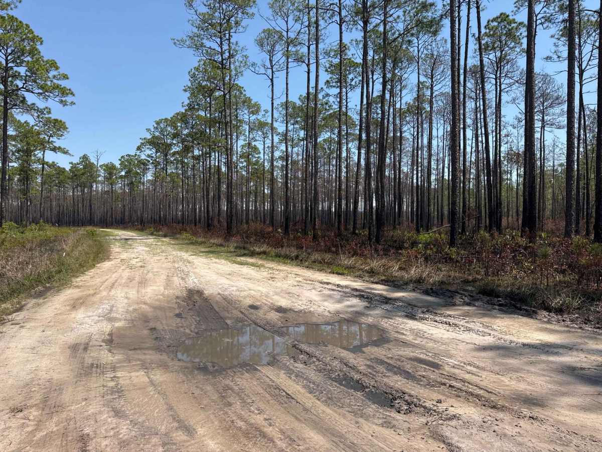 Cline - Osceola NF 286 photo 6