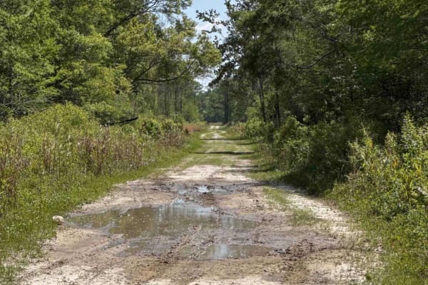 Grade 15 - Aucilla WMA