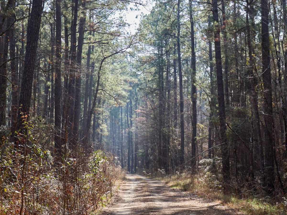 FSR115 - Bonneau Road photo 3