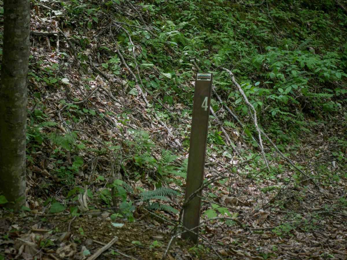 MV24 photo 5