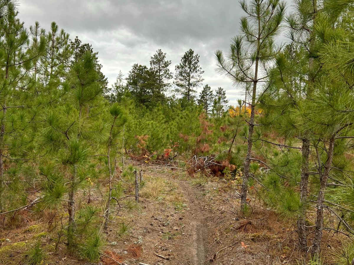 Huntersville Western Central Trail Start photo 5