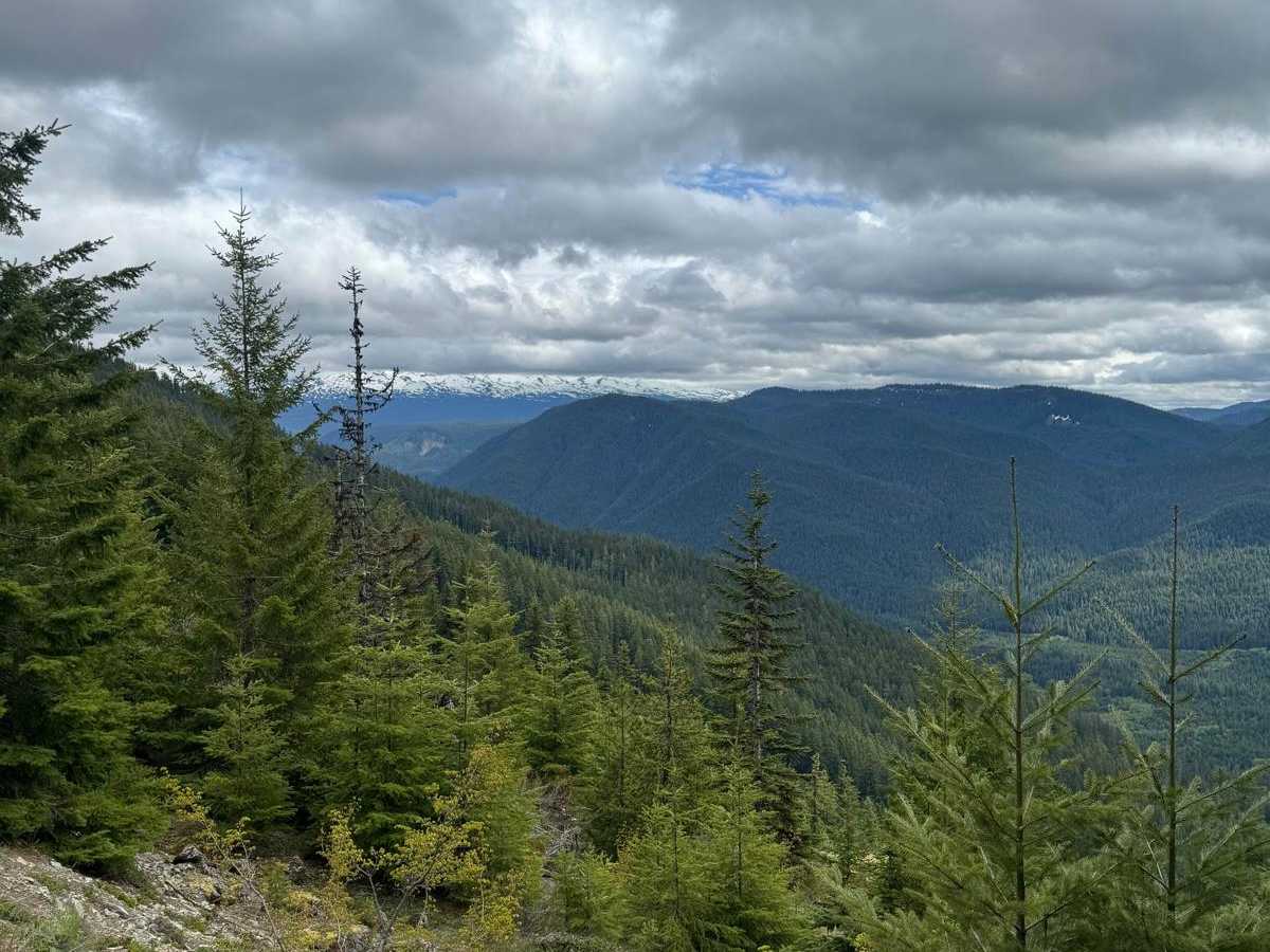 Doe Creek Forest Road photo 4