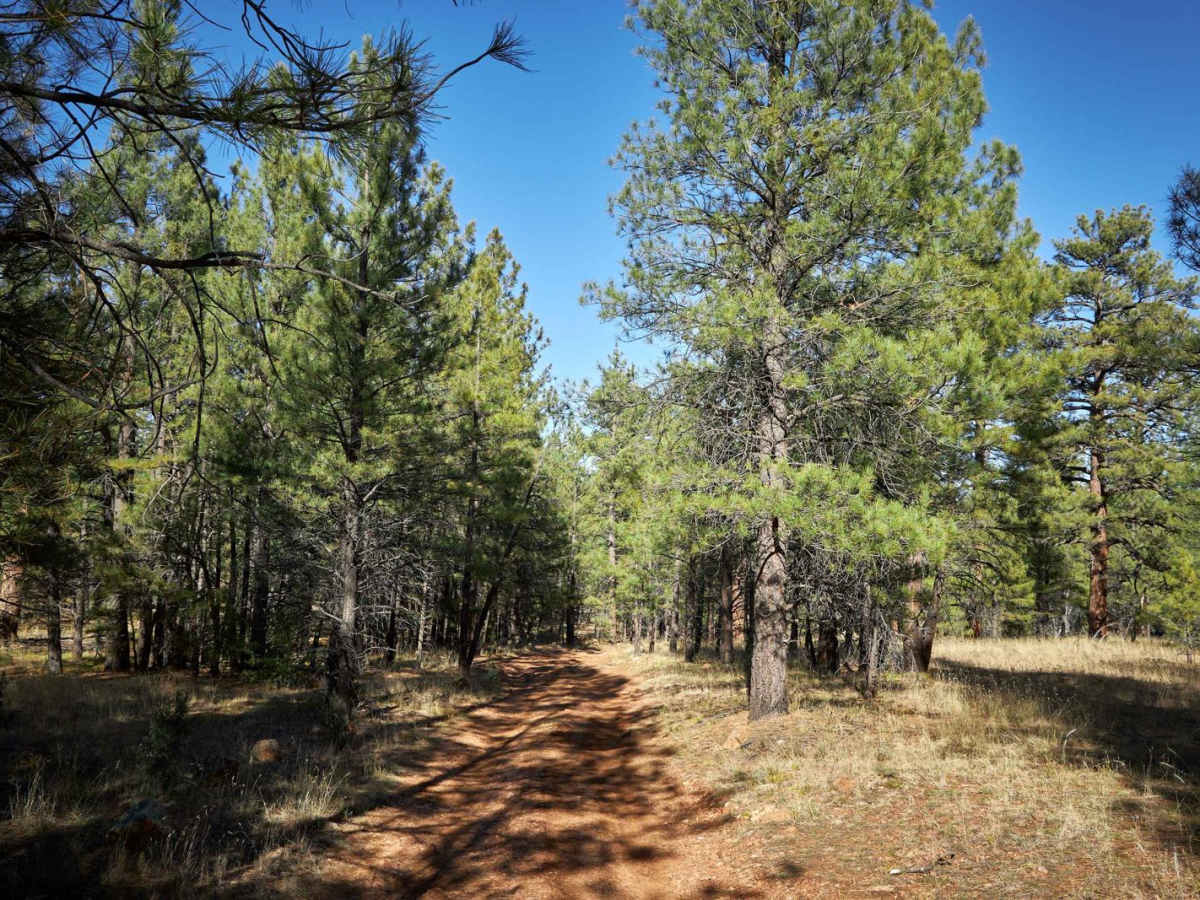 Rim Trail - FSR 310 photo 2