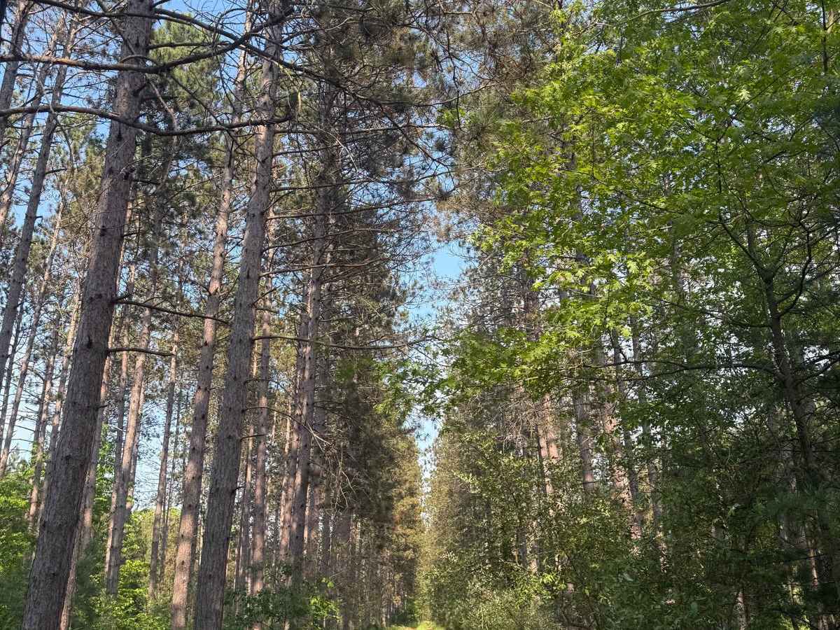 N-37 Trail trail photo