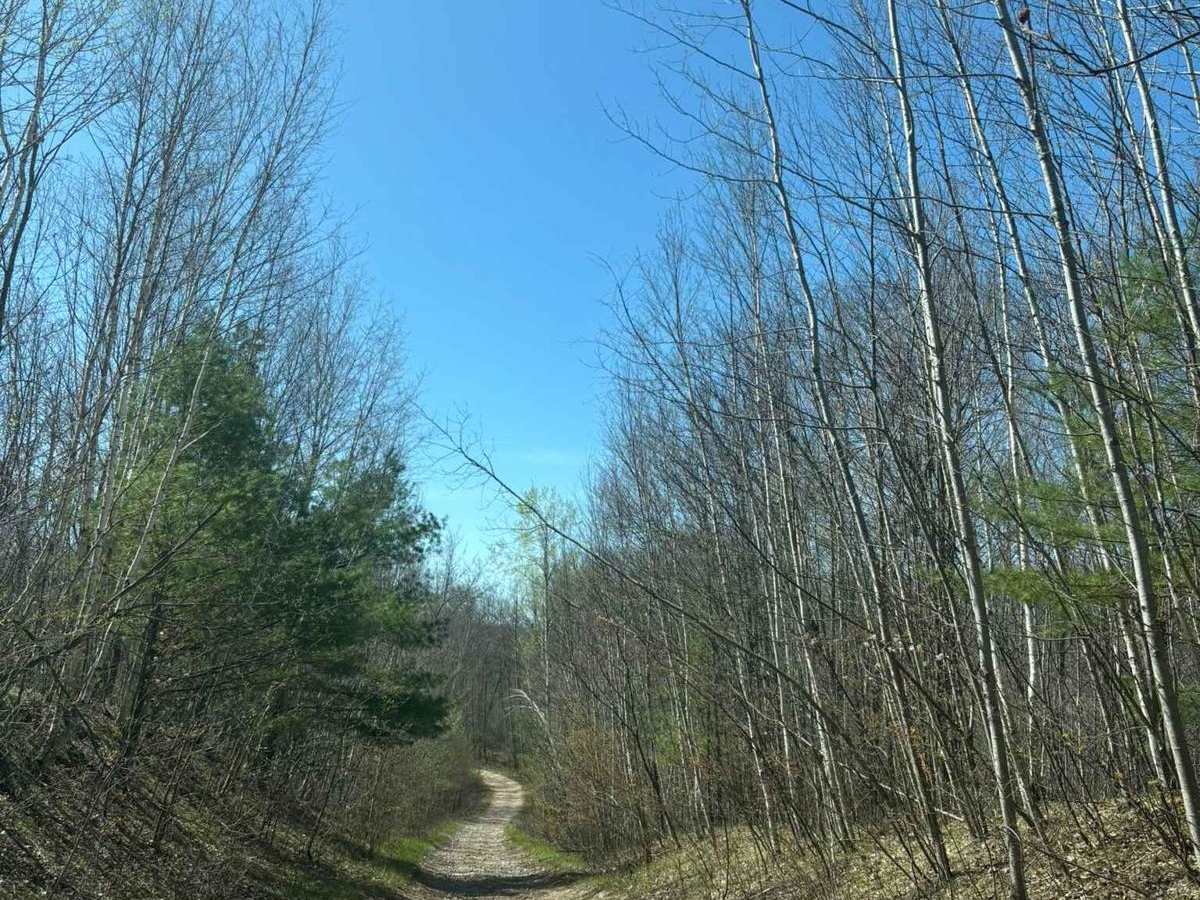 Forest Road 2249 trail photo