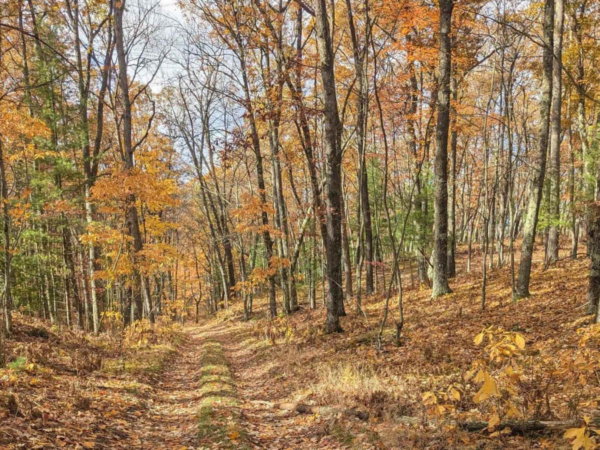 An Inside Trail at Tin Cup photo 5