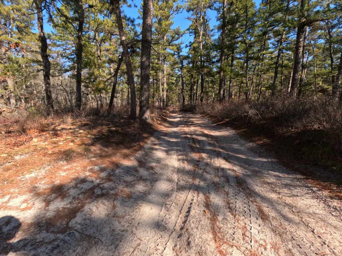 Bulldozed Road photo 2