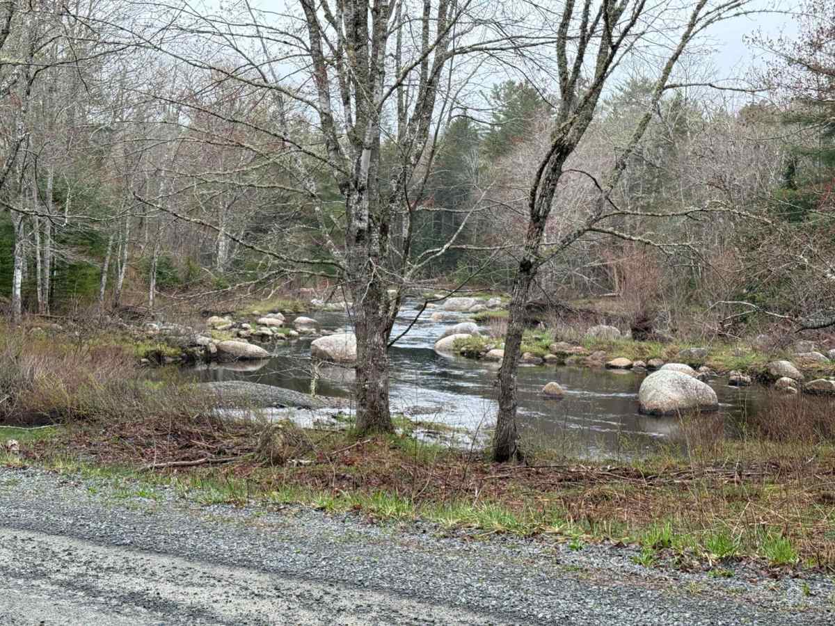 Mines Road trail photo