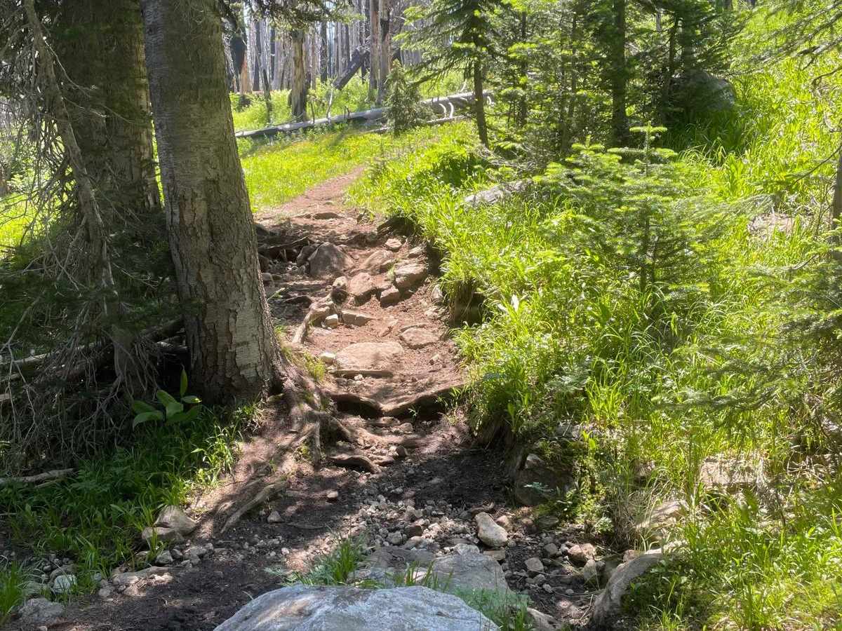 Grass Mountain Singletrack photo 3