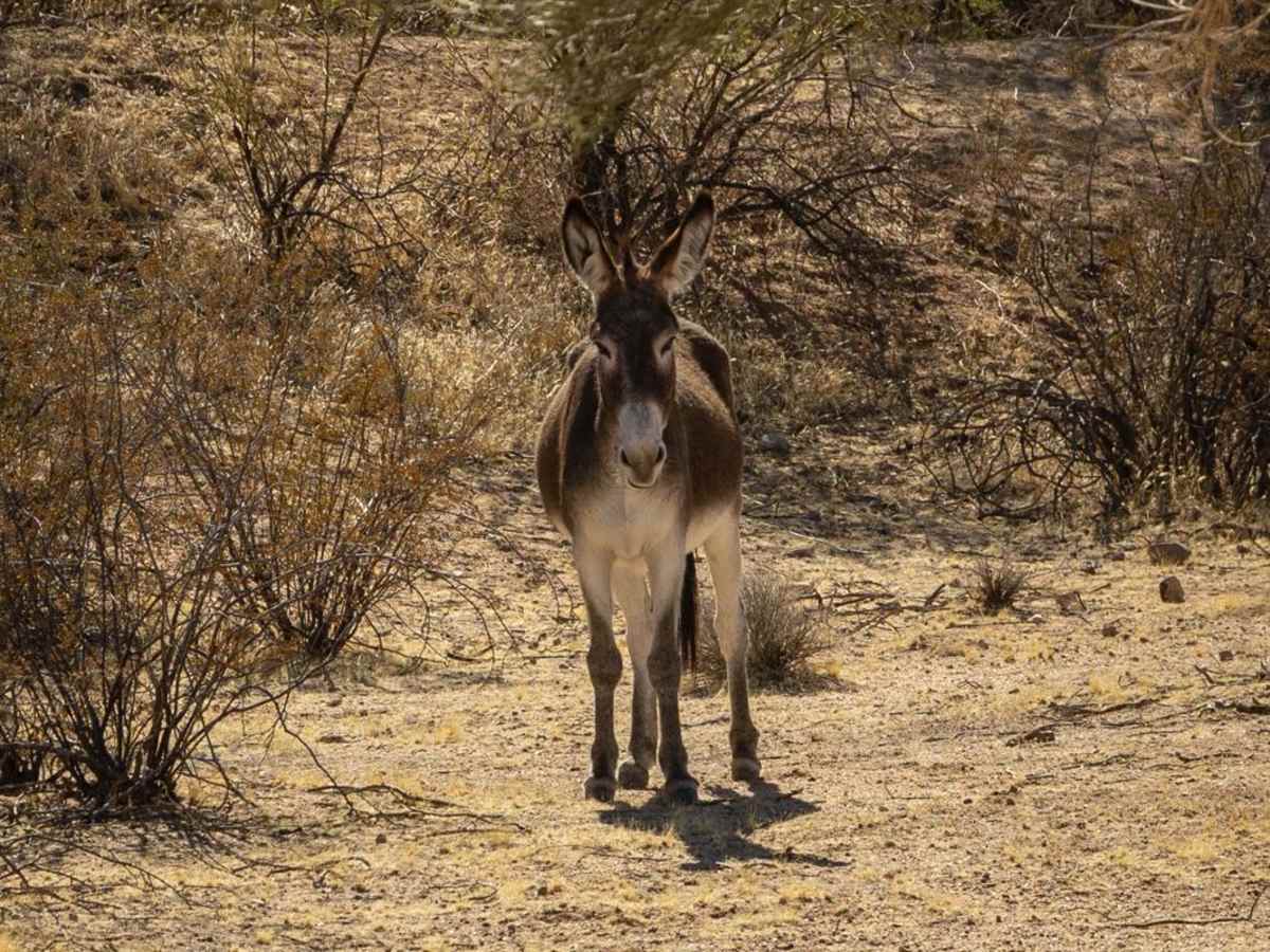 Tres Burros photo 2