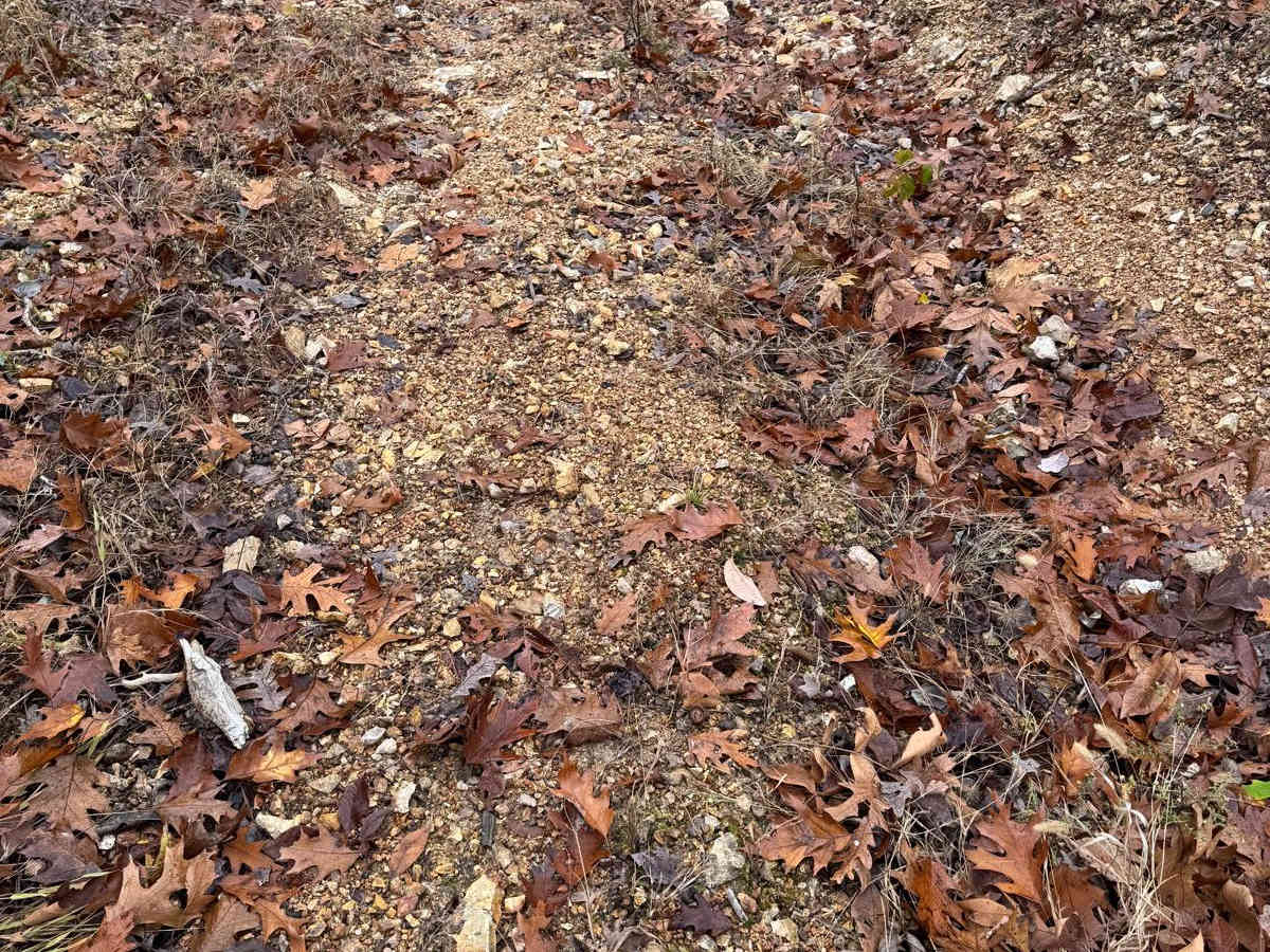 Red 188 photo 2