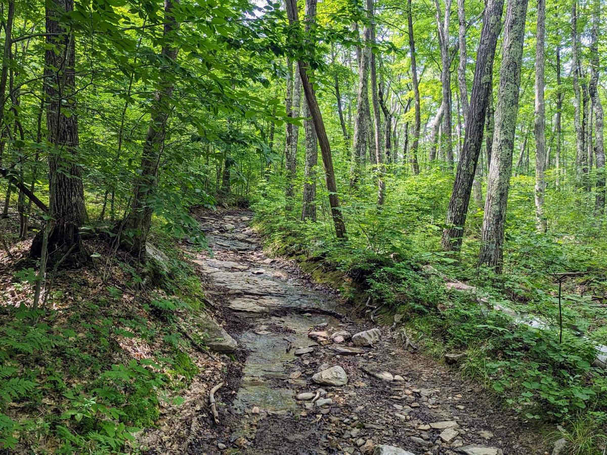 Old Military Road/TH-35 trail photo