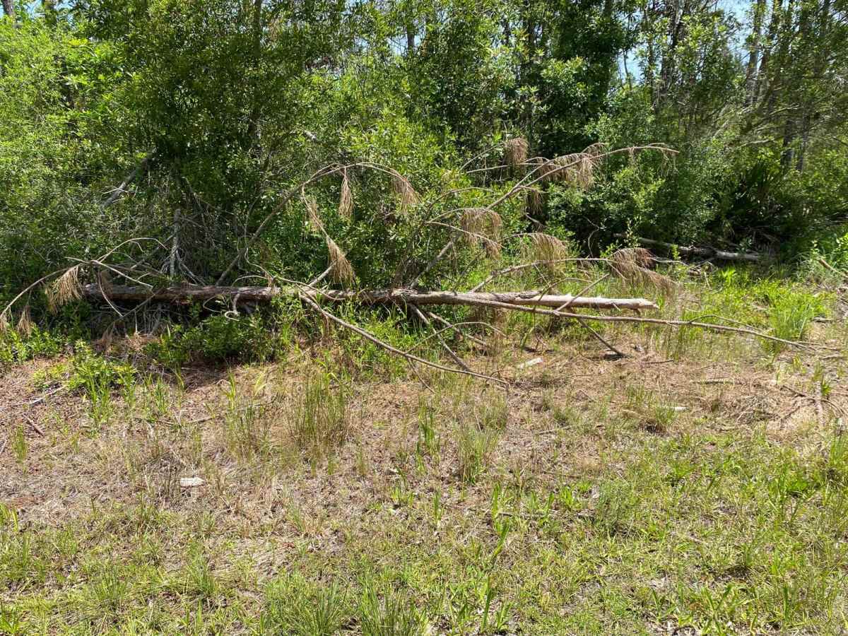 Fallen Pine Grade photo 3