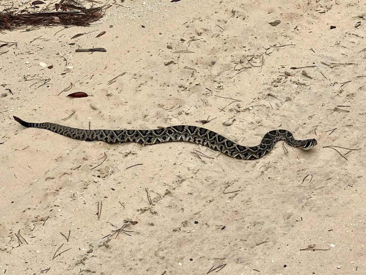 Ocala National Forest | Trail 5 photo 3