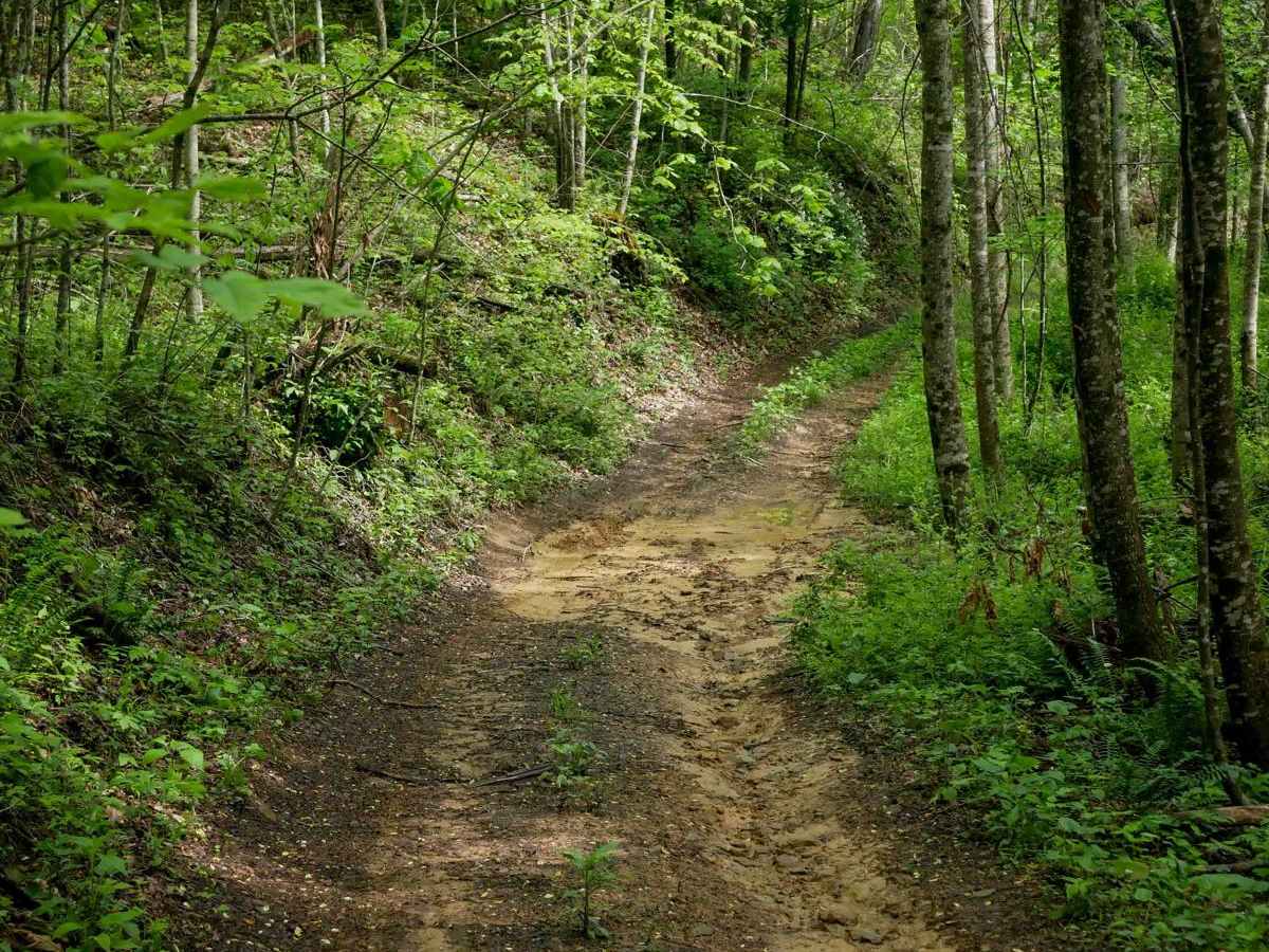 OP 11 trail photo