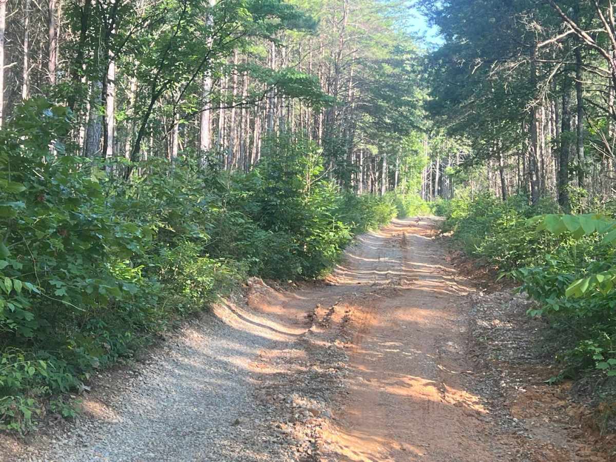 Mount Joy - Forest Road 216 photo 3