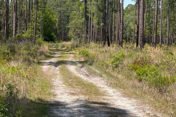 Cline - Osceola NF 286