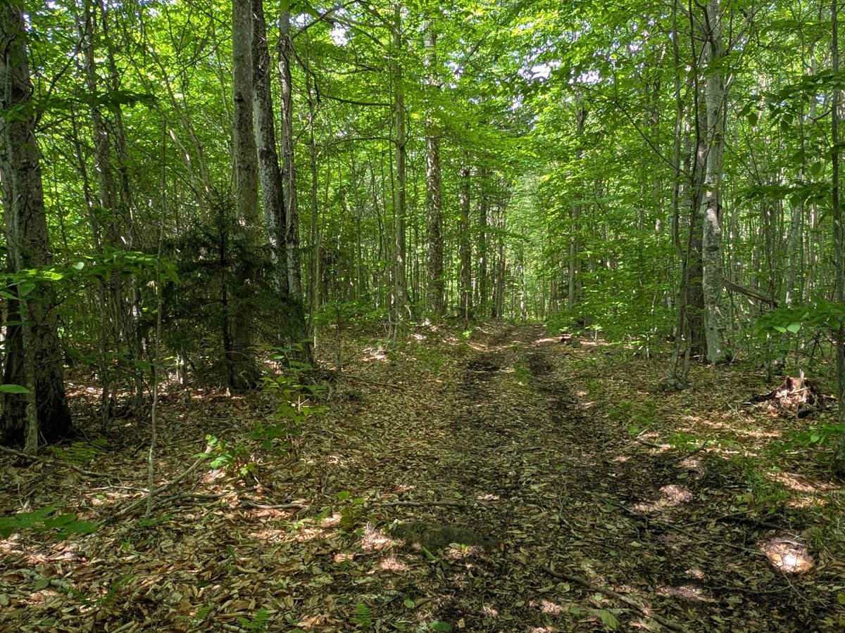 Long Pond Connector Road trail photo