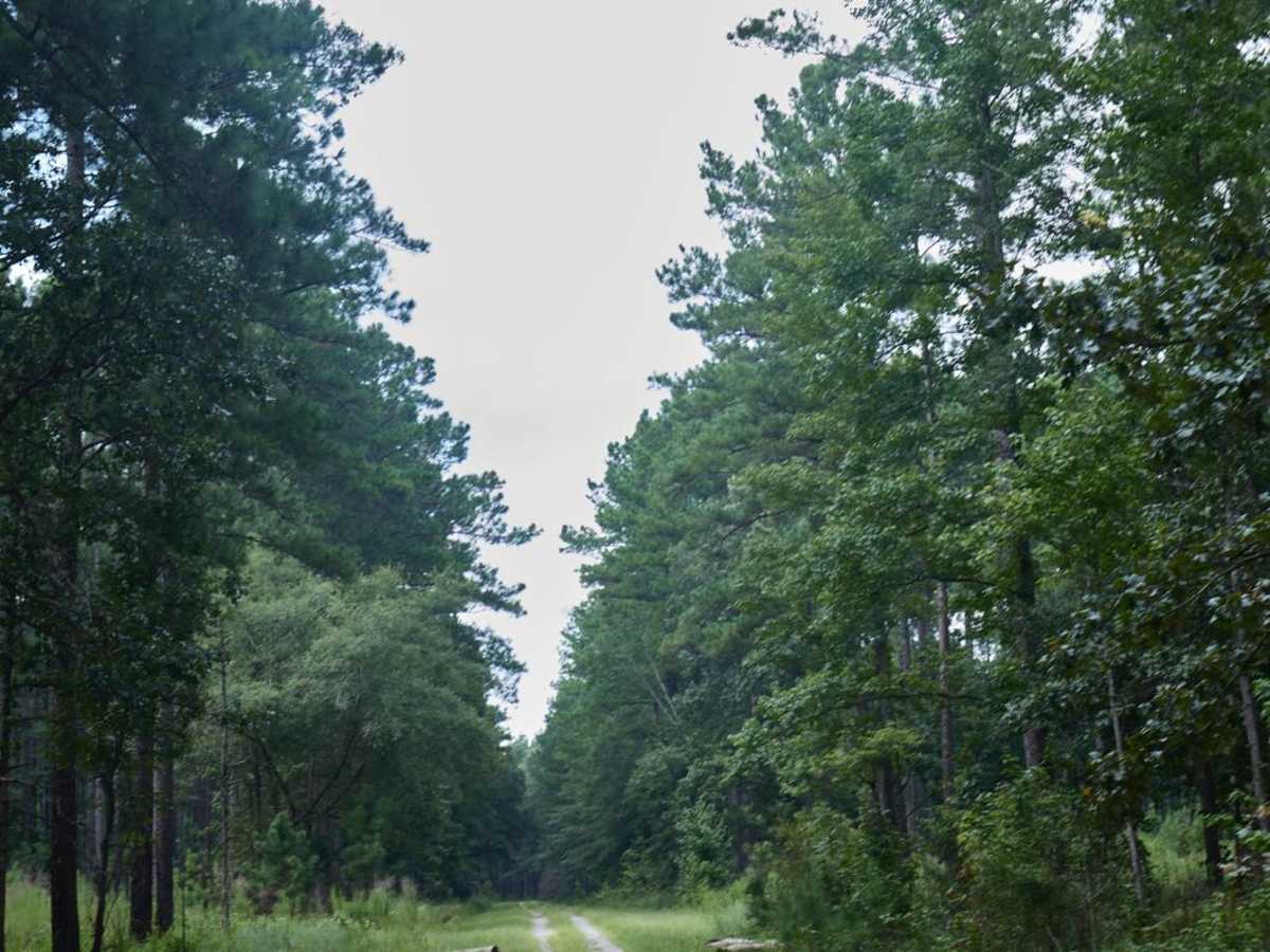 Woman Dam Road trail photo