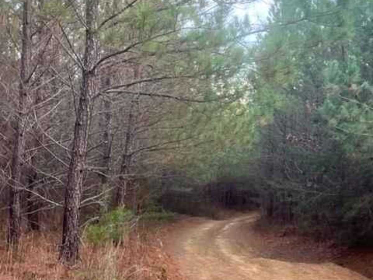 Coalmont OHV Trail 2 Green photo 2