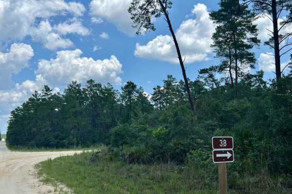 Ocala National Forest | Trail 38
