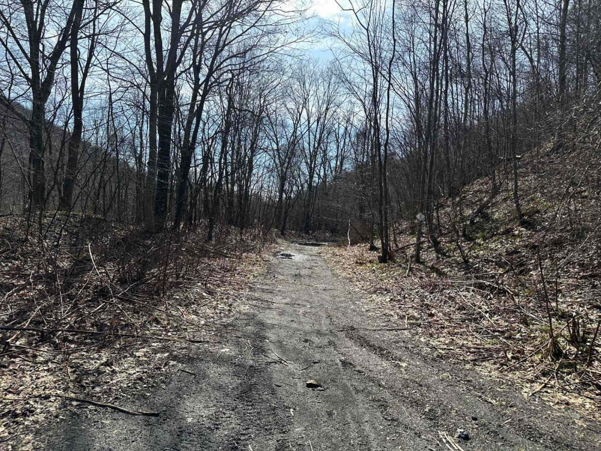 Locust Gap 46 photo 3