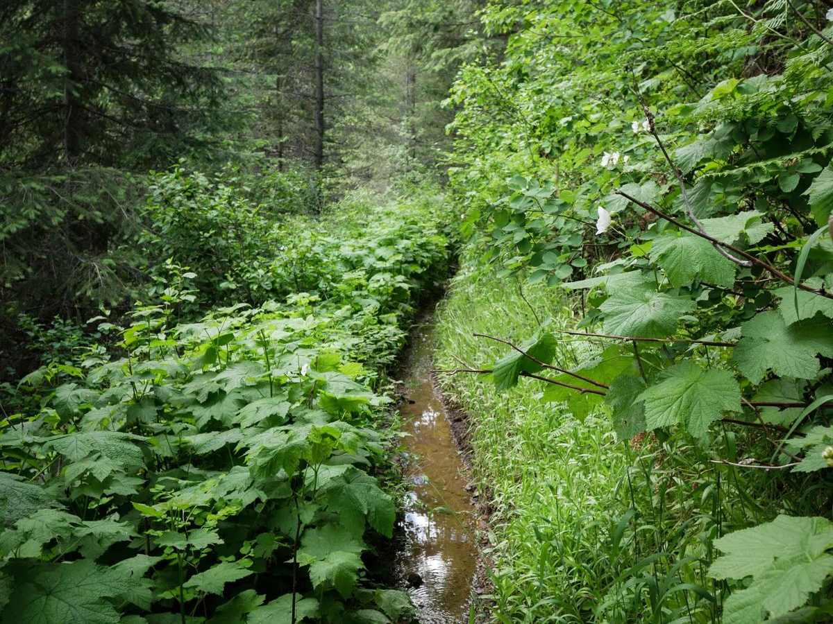 Big Creek photo 5