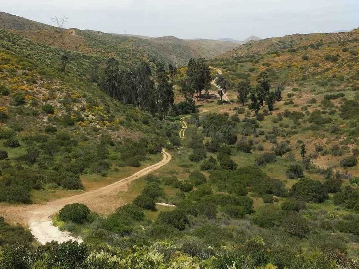 Donohoe Loop-Mocogo Ranch Trail photo 6