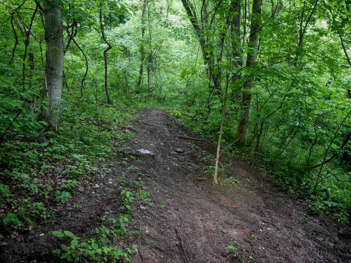 T19 photo 5