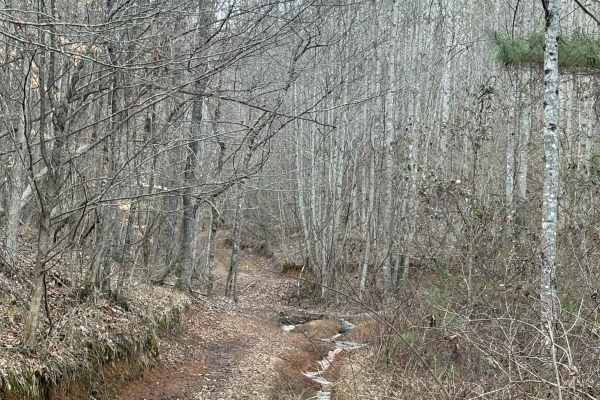 Briar Creek