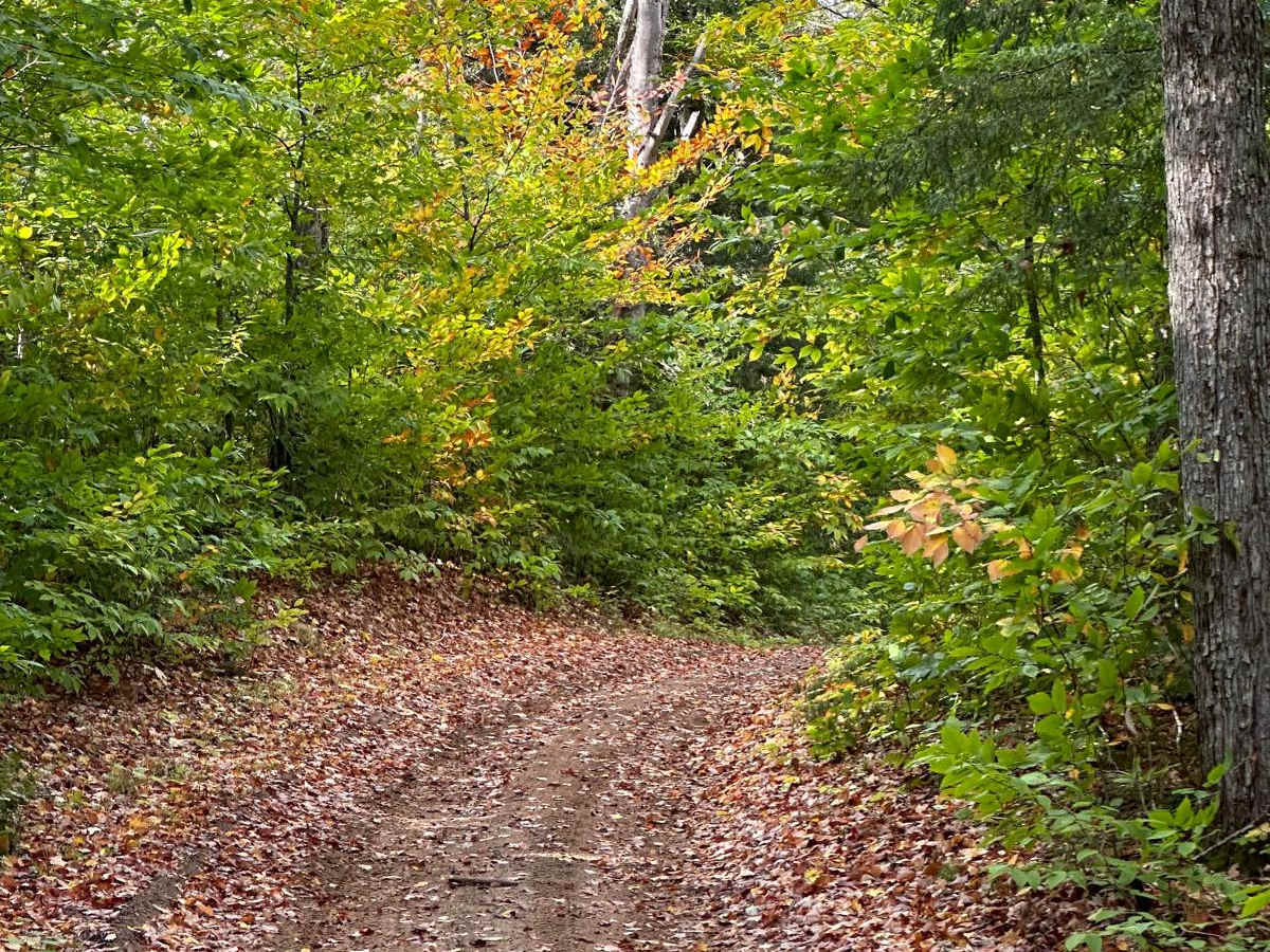 FS 2225B trail photo