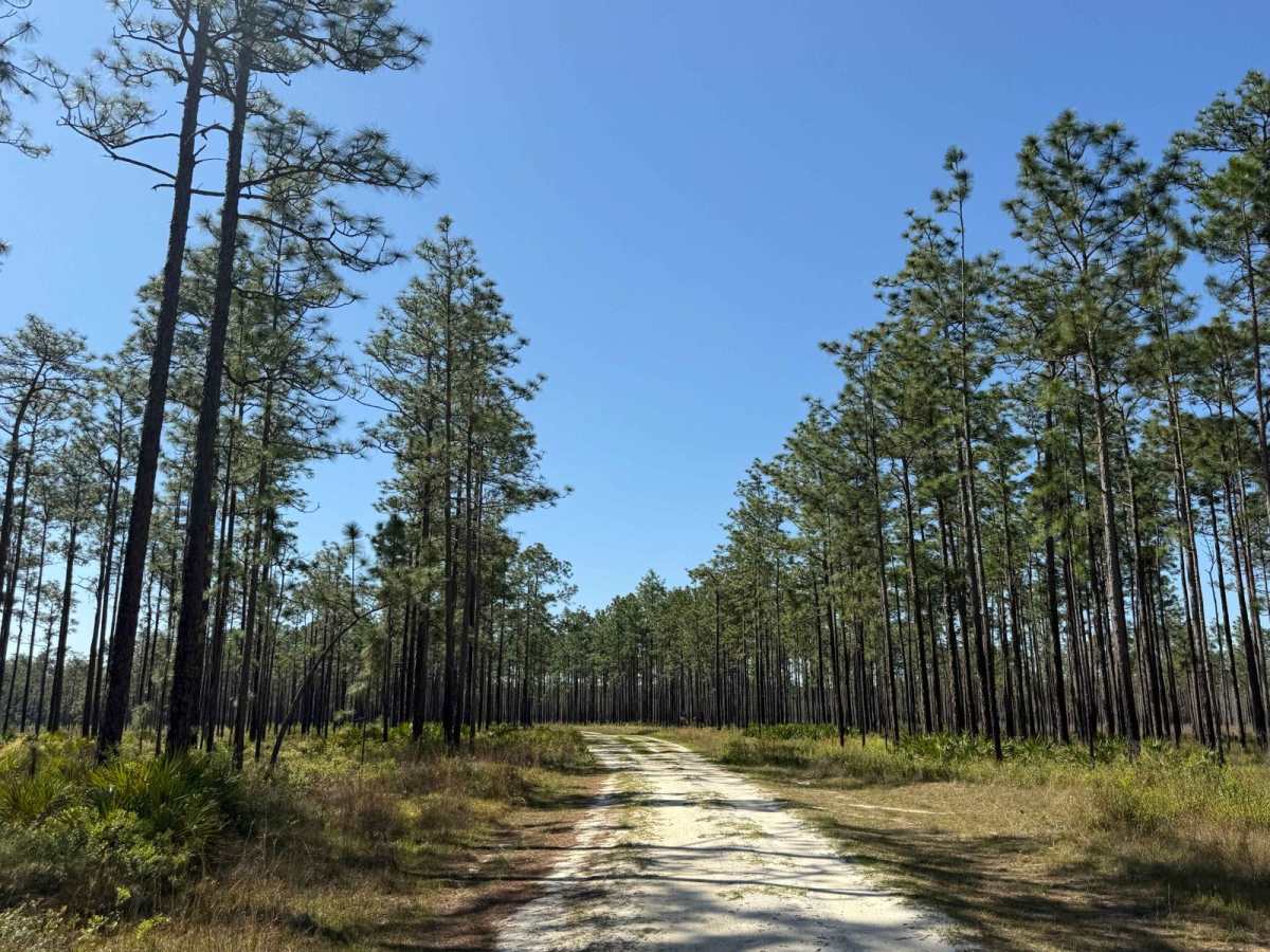 Rowletts Creek - FS 106S photo 5