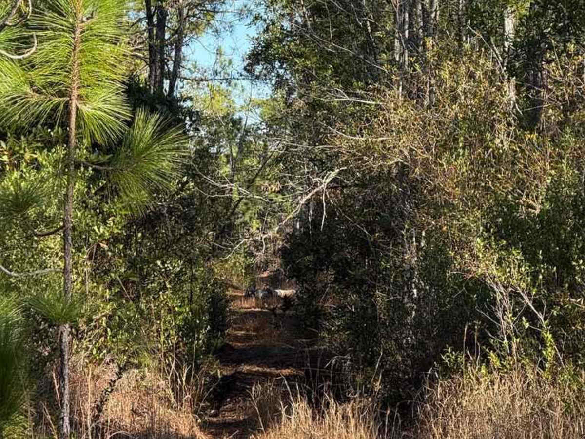 Bogue road spur 2 photo 2