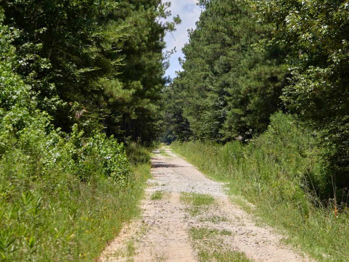 Haskell Barony Swamp Trail photo 2