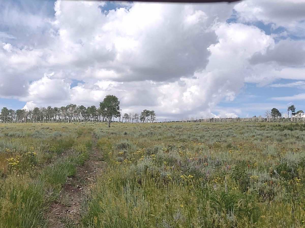 Box Creek Spur (FS 42456, 41232, 41223) photo 3