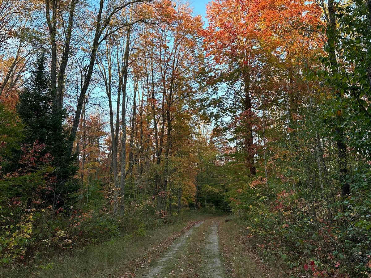 Blue - FS 2760 trail photo