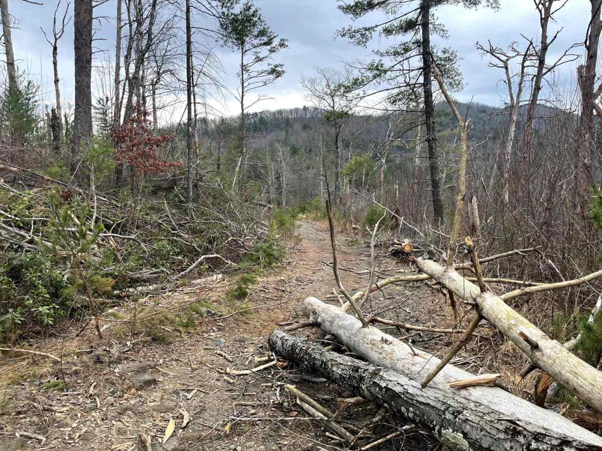 Ditney Mountain (66) trail photo