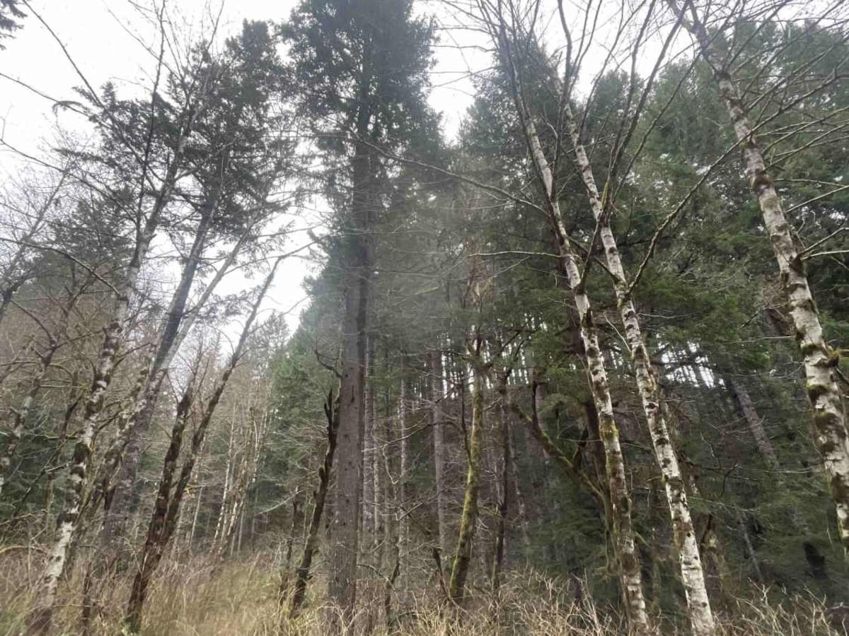 Derby Creek Road photo 2