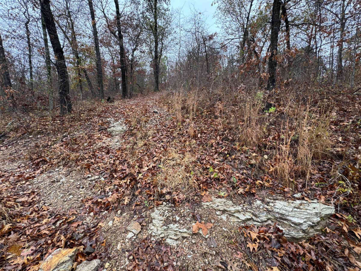 Yellow 84 trail photo