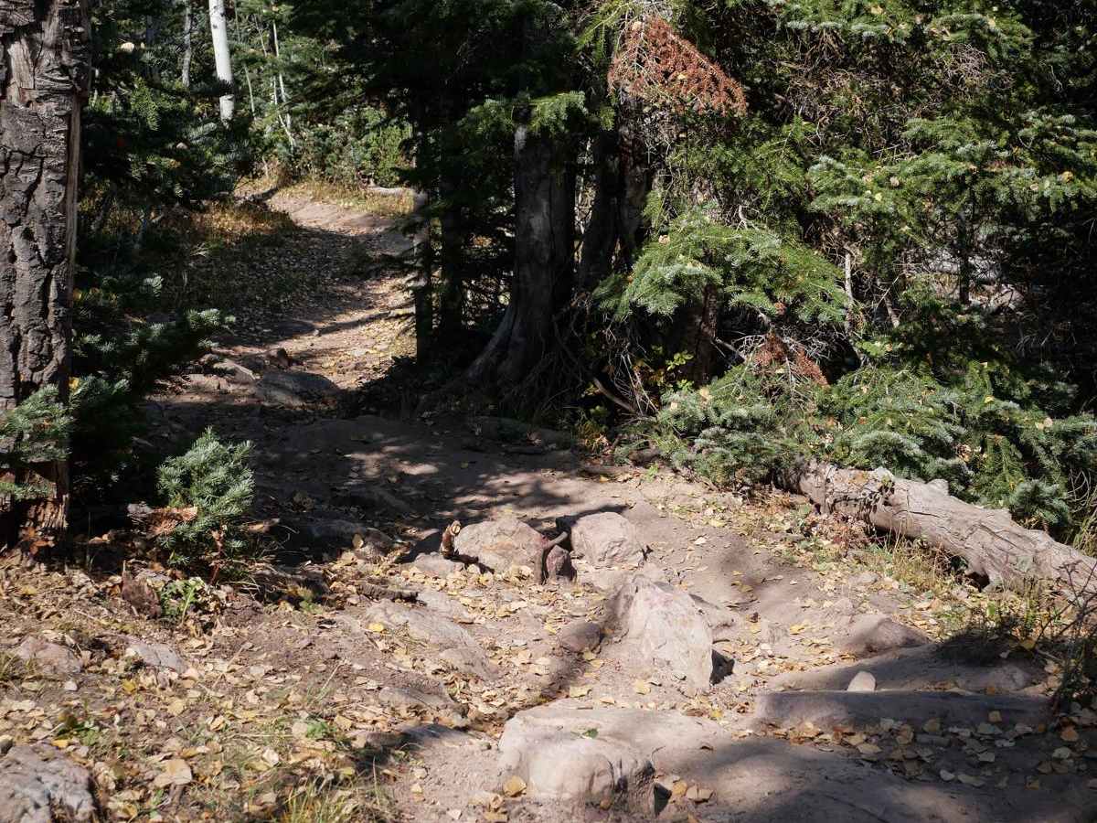 Forest Fence photo 2