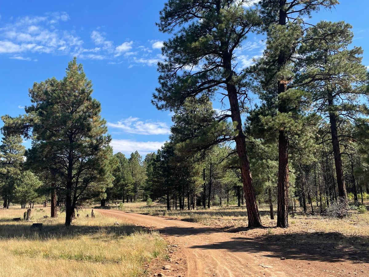 FS 294 trail photo