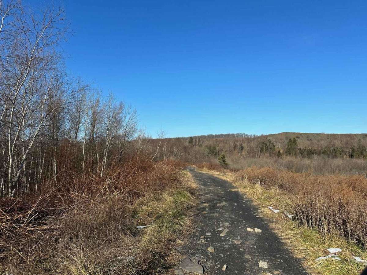 Locust Gap 59 photo 4