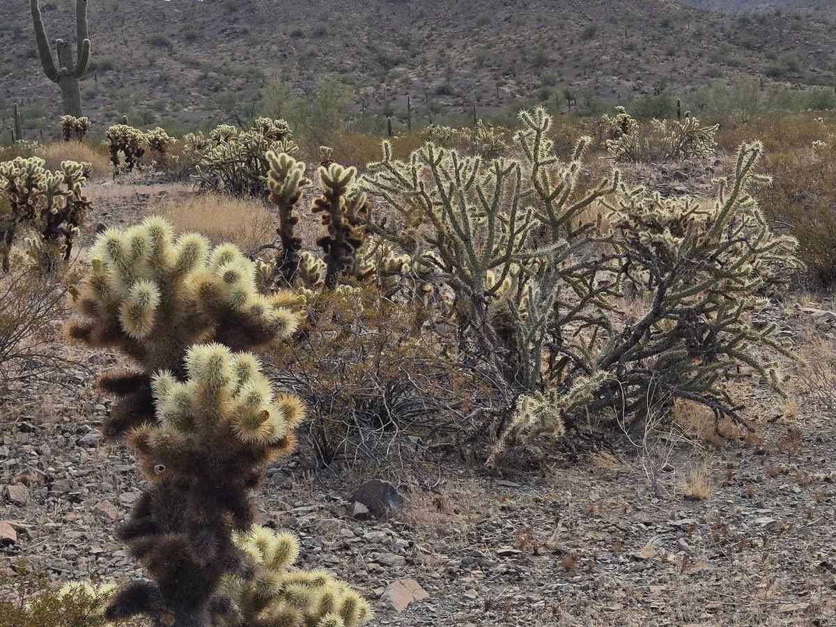 Round the Mountain Trail photo 2