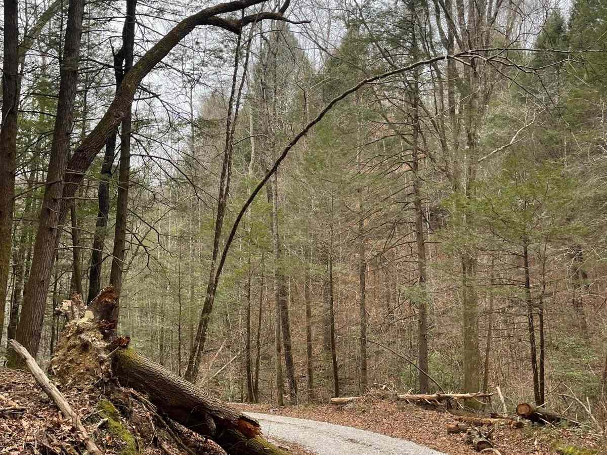 Dog Branch to Rooks Road photo 5