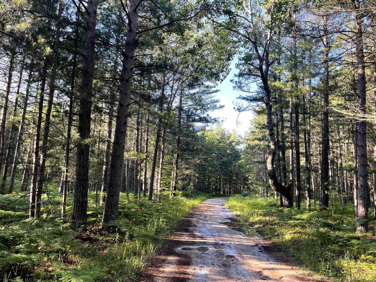 Hay Lake Road - FS 3413 photo 4