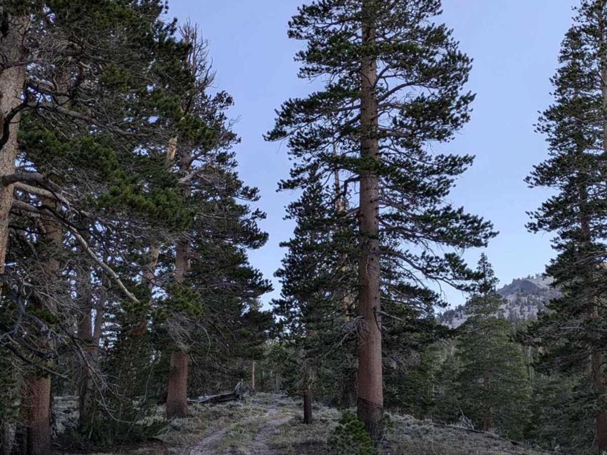 Sawmill Meadows Side Trail photo 3