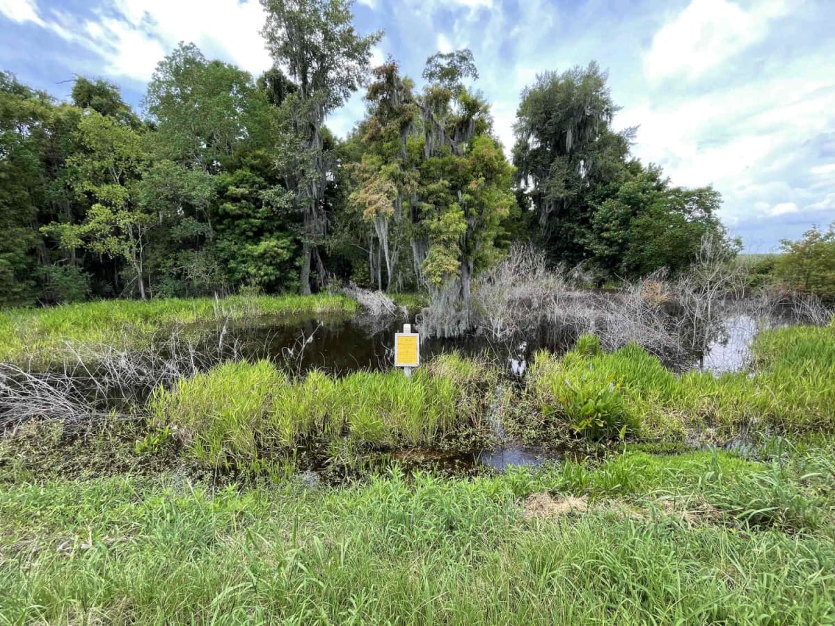 Savannah National Wildlife Refuge Scenic Drive photo 2