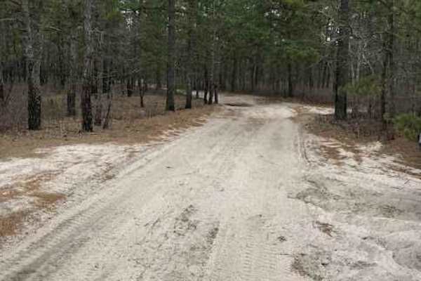 Batsto Fireline Trail