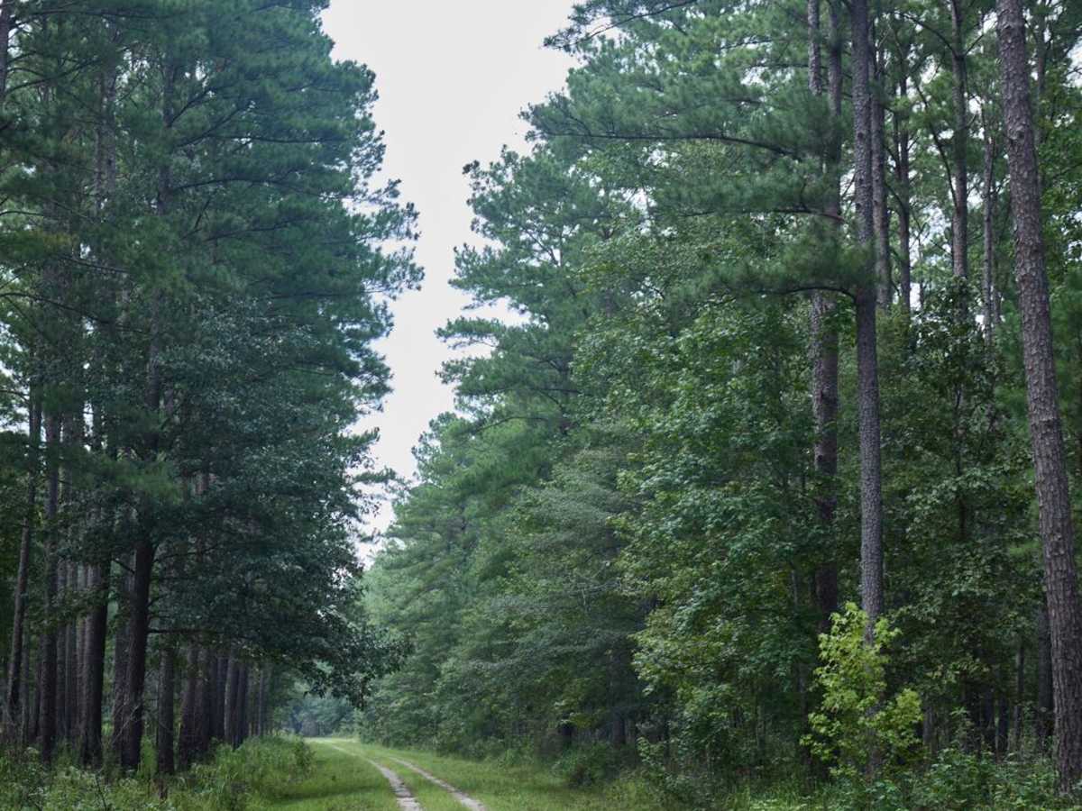 Borrow Pit Road photo 5