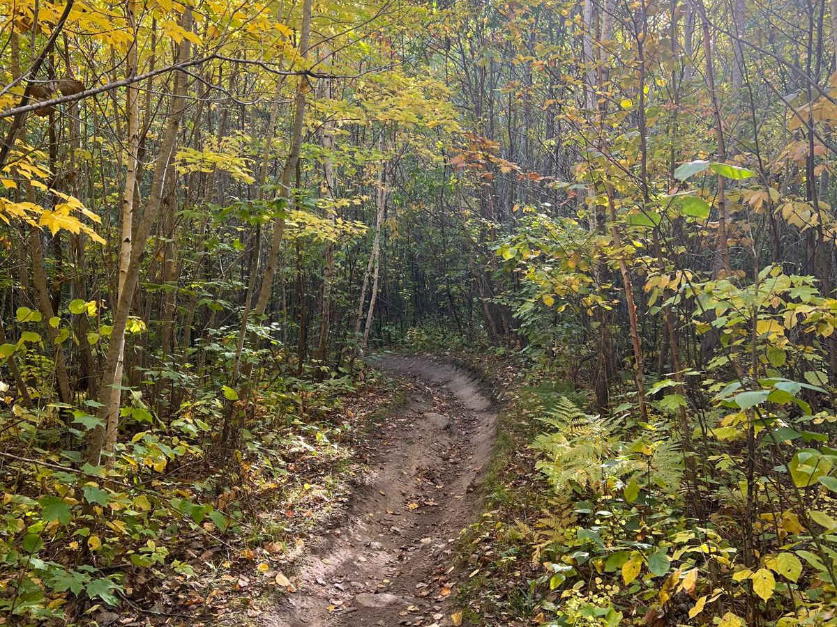 Paul Bunyan's Overgrown ATV Trail photo 5